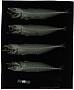 Decapterus hypodus Gill
