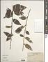 Decaschistia sp.
