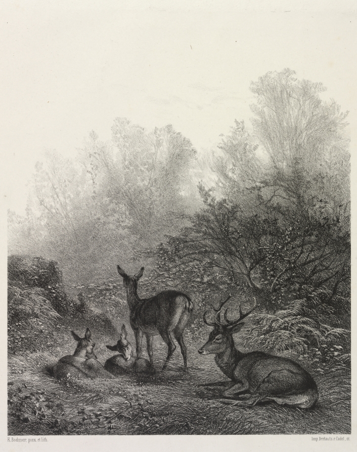 Deer at Rest