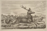 Deer Chased by Two Dogs to the Left