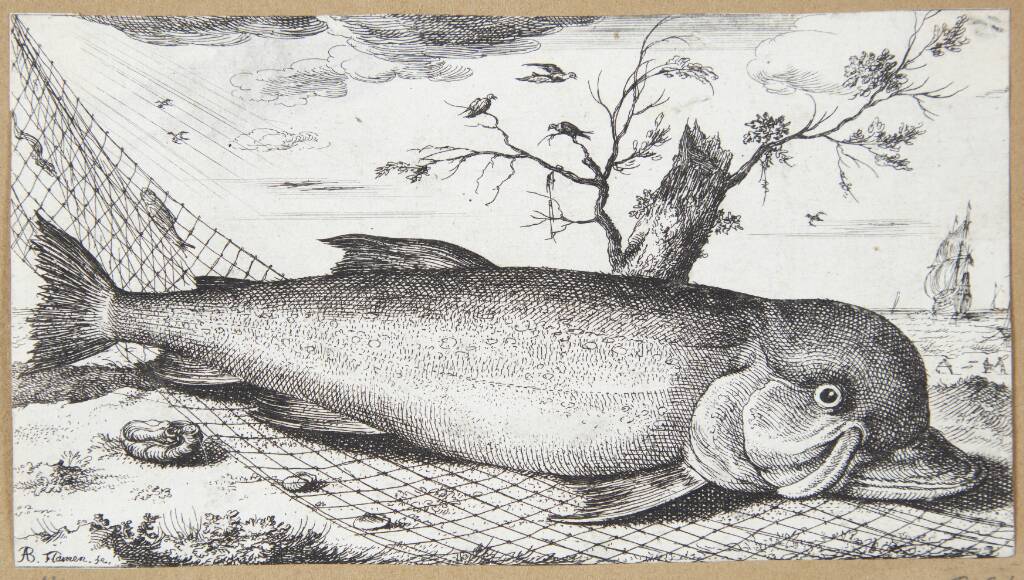 Delfinen (Delphinus)