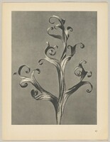 Delphinium