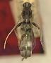 Demonax angulifascia