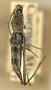 Demonax angusticollis