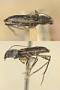 Demonax trifasciatus