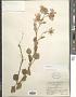 Dendranthema sp.