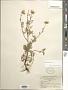 Dendranthema sp.