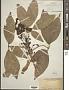 Dendropanax sp.