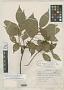Deppea macrocarpa Standl.