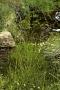 Deschampsia kingii