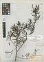 Desmanthus falcatus Scheele