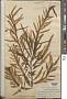 Desmarestia herbacea