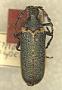 Desmocerus piperi