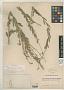 Desmodium intermedium Burkart