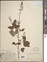 Desmodium limense Hook.