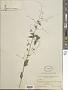Desmodium procumbens (Mill.) Hitchc.