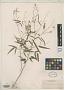 Desmodium scopulorum S. Watson