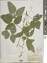 Desmodium sp.