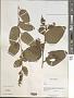 Desmodium sp.