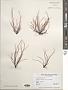 Devaleraea ramentacea (L.) Guiry