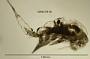 Diacyclops navus