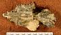 Diadiaphorus sp