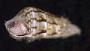 Dialidae