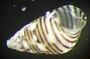 Dialidae