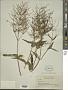 Dianthera sp.