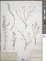 Dianthus rigidus M. Bieb.