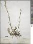Dianthus superbus L.