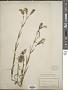 Dianthus superbus L.
