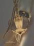 Diapetus (Microchorus) tricolor