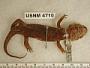 Dicamptodon tenebrosus