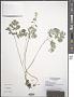 Dicentra cucullaria (L.) Bernh.
