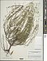 Dicerandra cornutissima Huck