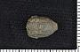 Dichocrinus girtyi Weller