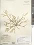 Dictyopteris jamaicensis W.R. Taylor
