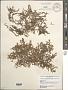 Dictyopteris plagiogramma