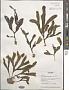 Dictyopteris plagiogramma