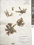 Dictyopteris sp.