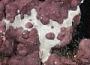 Didemnidae