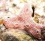 Didemnidae