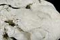 Didemnum sp.