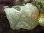 Didemnum sp.
