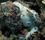 Didemnum sp.