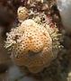Didemnum sp.