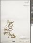 Digenea simplex (Wulfen) C. Agardh