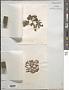 Digenea simplex (Wulfen) C. Agardh