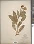Digitalis sp.
